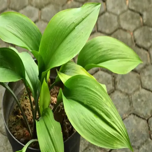 lush green cast iron plant leaves in a black pot on a stone patio
