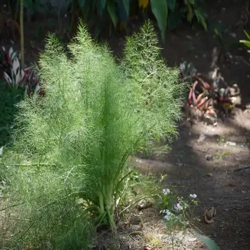 lush green dill plant thriving in a sun-dappled garden, with feathery foliage and garden path background