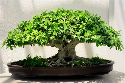lush green ficus bonsai tree with thick trunk and dense foliage in a brown pot against a light background
