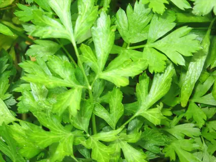 lush green french broad leaf parsley plant showcasing its characteristic flat, tri-pinnate leaves in a dense foliage close-up