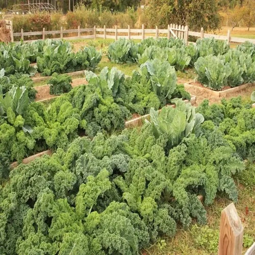 lush green kale garden beds in raised wooden planters within a fenced agricultural field