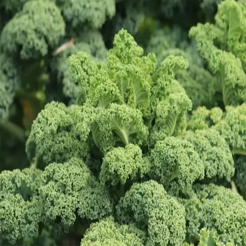 lush green kale plants thriving in a garden