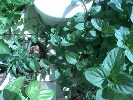 lush green leaves (likely orange mint variety) growing in potted plants with gravel substrate under sunlight