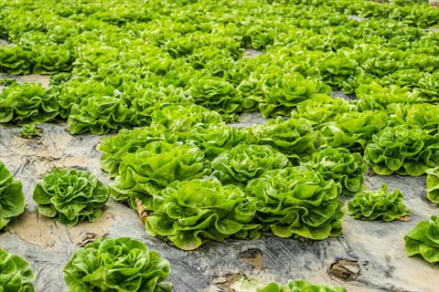 lush green lettuce growing in organized rows across a commercial garden field with plastic mulch