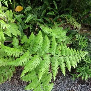 lush green ostrich fern garden with feathery fronds growing among gravel paths and mixed foliage