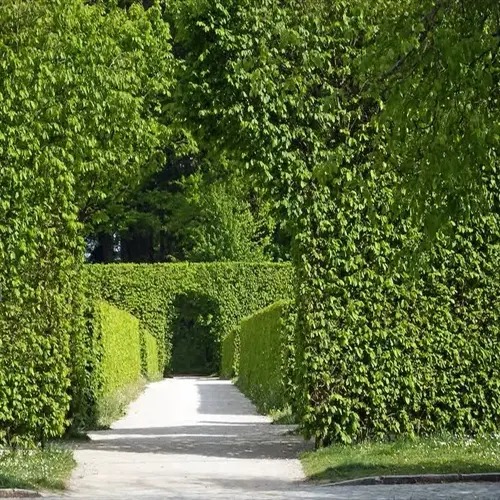 lush green privet hedge garden pathway with symmetrical archways and sunlight filtering through