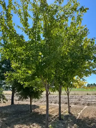 lush green red maple shade trees in an open field under clear blue sky