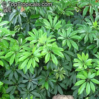 lush green schefflera compacta plant with glossy umbrella-shaped leaves in tropical foliage