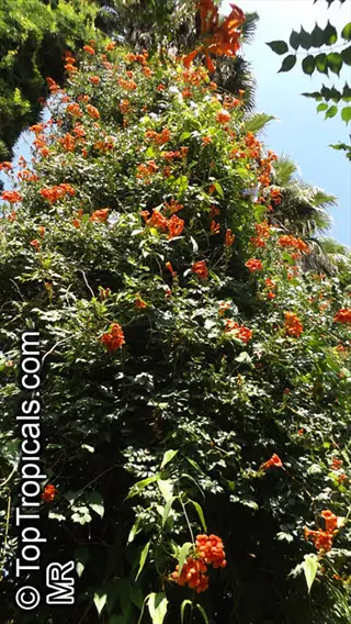 lush green vine covered with vibrant crimson trumpet vine blooms under clear blue sky