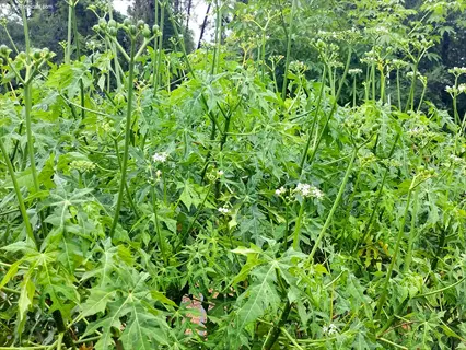 lush green weeds with white flowers in outdoor garden - boiling water weeds treatment candidate for natural weed control