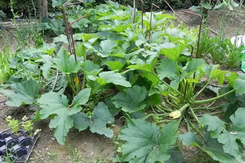 lush green zucchini plants with large leaves and yellow flowers thriving in a home zucchini plant garden, supported by stakes with seedling trays nearby
