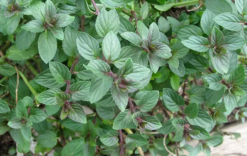 lush growth of chocolate mint herb with vibrant green serrated leaves and reddish stems in an outdoor garden setting