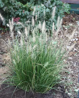 lush hameln fountain grass clump with slender green blades and feathery plumes in a garden bed