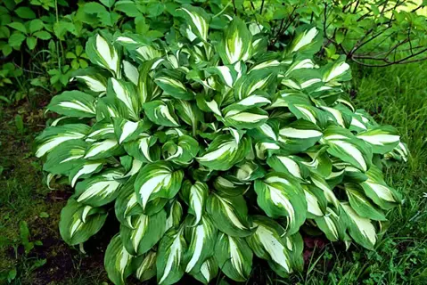 lush hosta shade garden with variegated green-white leaves surrounded by dense green foliage