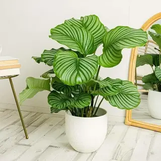 lush indoor calathea plant (calathea ornata) in white pot on light wooden floor. striking green-and-white striped foliage near wicker mirror and side table with stacked books
