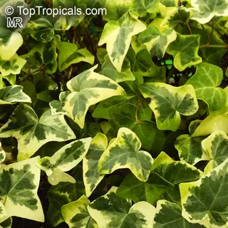 lush indoor english ivy (hedera helix) with variegated green-and-cream lobed leaves. (source: toptropicals.com mr)