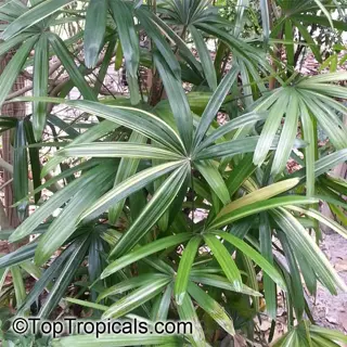 lush indoor lady palm (rhapis excelsa) with slender green fronds growing outdoors. (source: toptropicals.com)