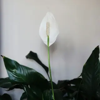 lush indoor peace lily (spathiphyllum) with a white spathaceous flower and glossy dark green leaves against a light wall