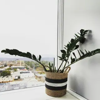 lush indoor zz plant (zamioculcas zamiifolia) in a woven basket by a floor-to-ceiling window. showcases glossy dark green foliage and arching stems against an urban backdrop of distant buildings and rolling hills under an overcast sky