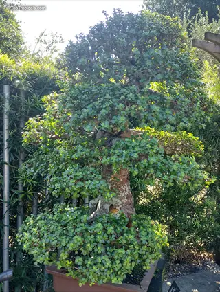 lush jade plant bonsai with dense green foliage in a garden setting
