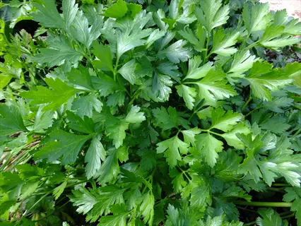 lush japanese parsley plant showcasing vibrant green, flat tri-pinnate leaves growing densely in a garden or planter environment