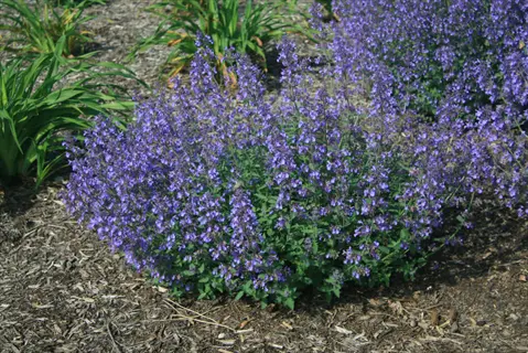 lush junior walker catmint plant with purple flowers growing in a garden bed