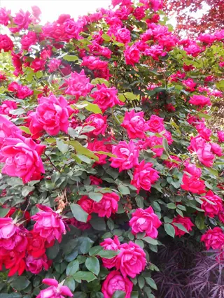 lush knock out rose bush bursting with vibrant pink blooms and rich green foliage