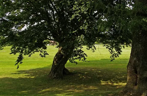 lush linden tree canopy casting shade on a sunny grassy meadow