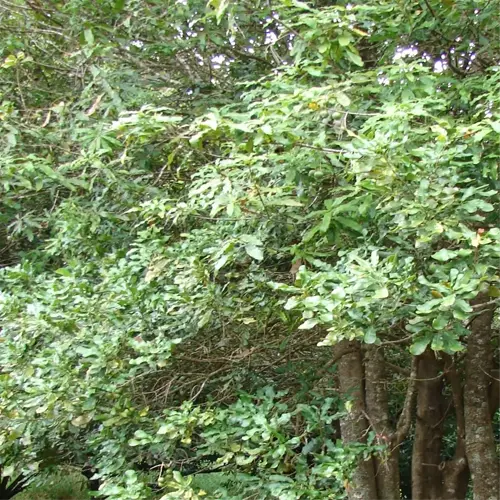 lush macadamia tree garden with vibrant foliage and natural beauty