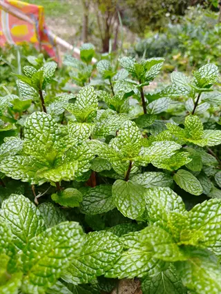 lush mint herb garden with textured green leaves growing vigorously in a natural outdoor setting