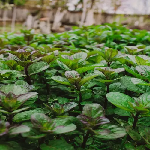 lush mint plant garden with vibrant green and purple leaves growing outdoors
