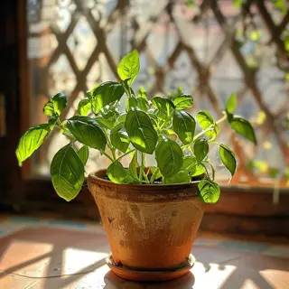 lush mint plant in a terracota pot thriving by a sunlit window, embodying a cozy indoor garden scene