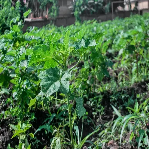 lush okra plant garden featuring vibrant green, large-lobed leaves growing in dark, fertile soil with additional plants and distant structures in background