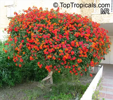 lush orange lantana garden shrub blooming with vibrant orange flowers against a building backdrop