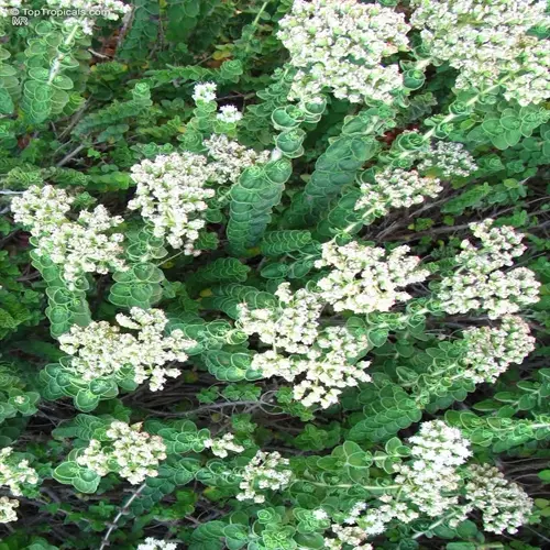 lush oregano plant garden featuring dense green foliage and clusters of small white flowers under natural sunlight