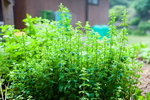 lush oregano plants with square stems and opposite leaves growing in a garden, suggesting an oregano pepper plants context with mixed herb and vegetable cultivation