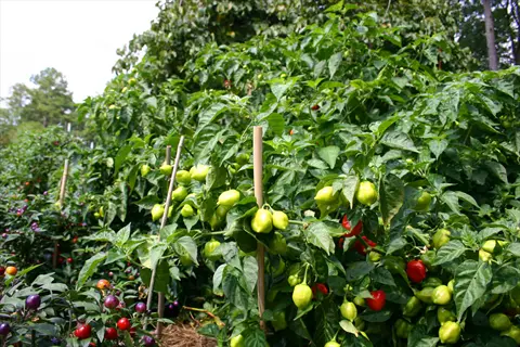 lush pepper plants garden featuring green and red peppers at various ripening stages growing on staked plants in a backyard garden