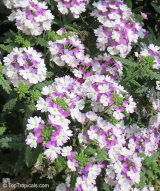 lush pink bicolor verbena garden with dense floral clusters