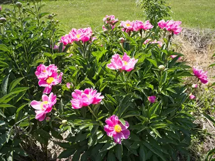 lush pink 'bowl of beauty' peony blooms with yellow centers surrounded by green foliage under sunny skies