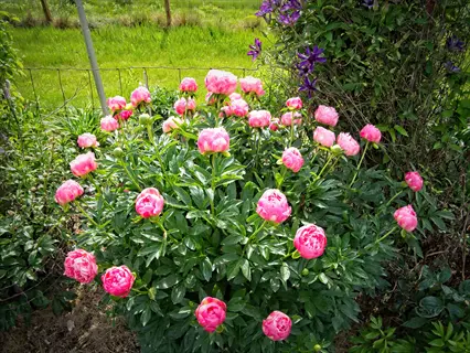 lush pink hawaiian coral peony flowers blooming vibrantly in a sunlit garden with green foliage and grassy background