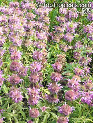 lush pink monarda flower garden with clustered blossoms and green foliage
