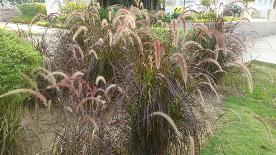 lush purple fountain grass (pennisetum setaceum) with feathery purple plumes in a sunny garden