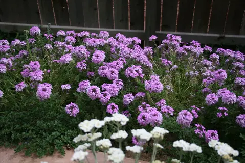 lush purple verbena groundcover blooming in a garden bed with white companion flowers and wooden fence backdrop
