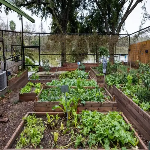 lush raised garden beds with vibrant green plants, small labeled signs, and a pond visible behind a wire fence in a wooded area