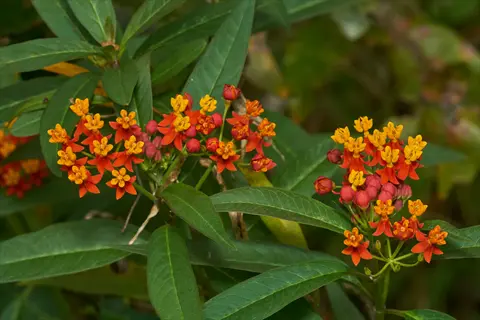 lush red butterfly weed plant blooming with vibrant clusters of red and orange flowers among green foliage