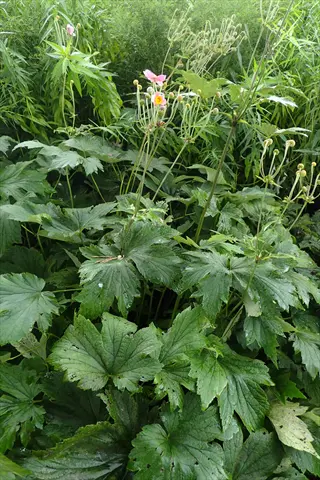 lush robustissima anemone garden featuring dense green foliage with delicate pink blooms