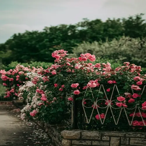 lush rose bush garden with pink blooms cascading over a stone and wrought-iron fence amidst verdant greenery