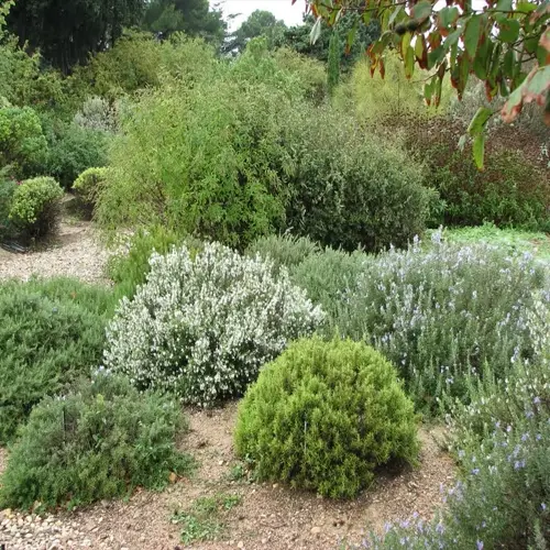 lush rosemary plant garden with diverse shrubs: white-flowered rosemary, purple-flowered varieties, and evergreen foliage among gravel paths and greenery under overcast sky