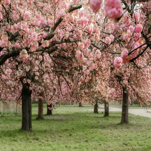 lush sakura tree full bloom with pink flowers in a serene park grove