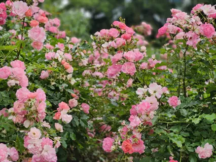 lush shrub rose landscape featuring abundant pink and white blooms amidst green foliage